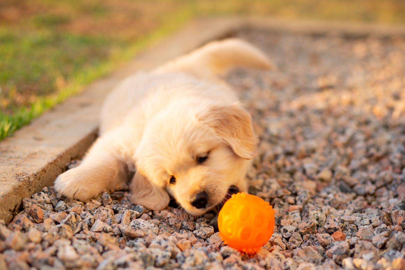 Welcoming a Golden Retriever Puppy: Preparing Your Home