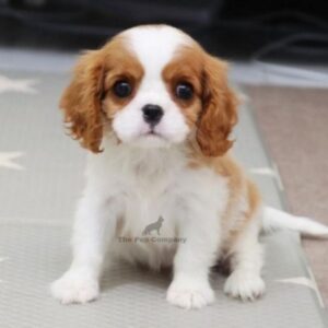 Cavalier King Charles