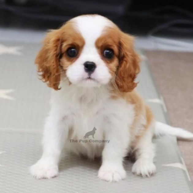 Cavalier King Charles