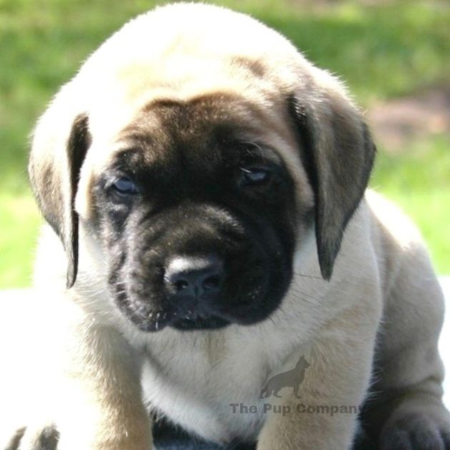 English Mastiff