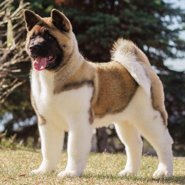 Akita