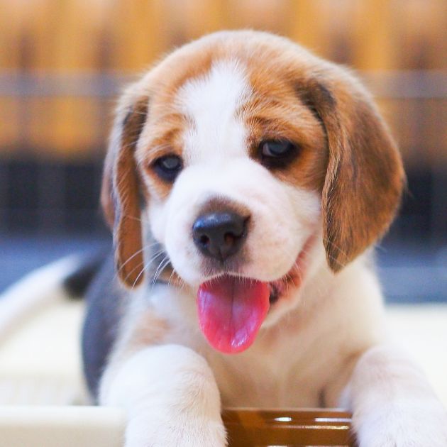 Beagle