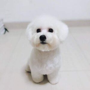 Bichon Frise