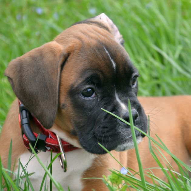 Boxer Puppy
