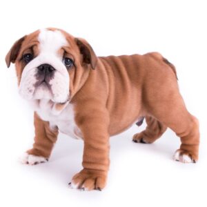 British Bulldog