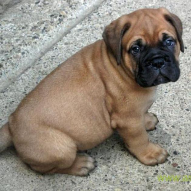 Bullmastiff