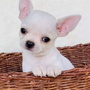 Chihuahua