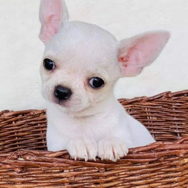 Chihuahua