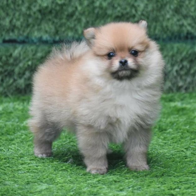 Culture Pom