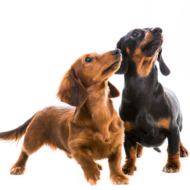 Dachshund