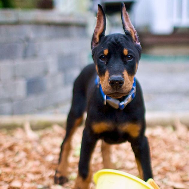 Doberman