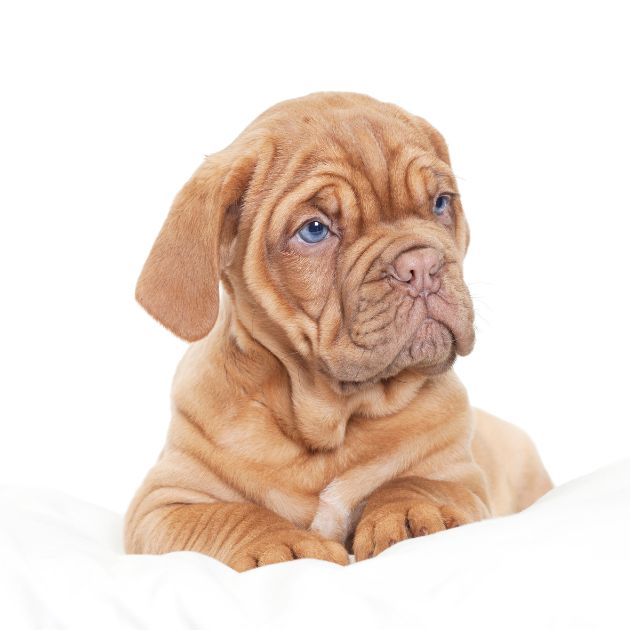 French Mastiff