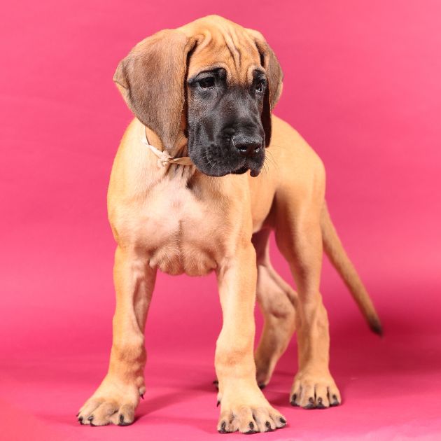 Great Dane