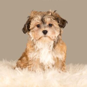 Havanese