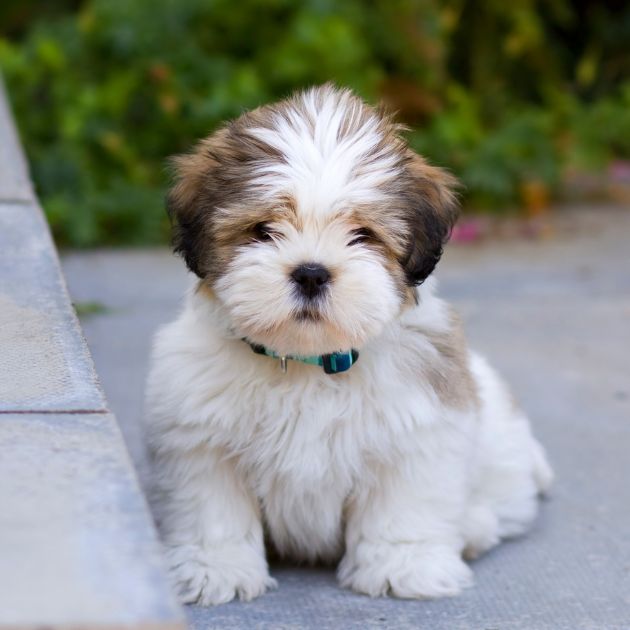 Lhasa Apso
