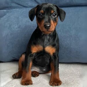 Miniature Pinscher