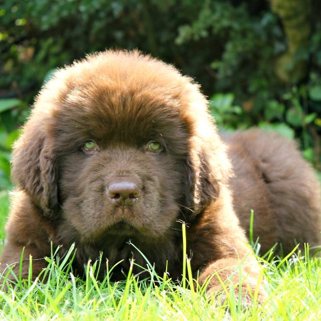 Newfoundland