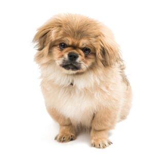 Pekingese