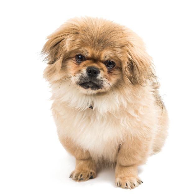 Pekingese