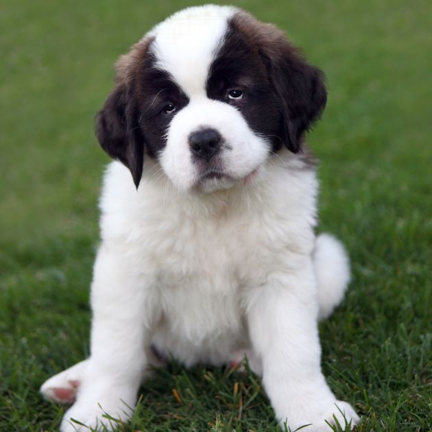 Saint Bernard