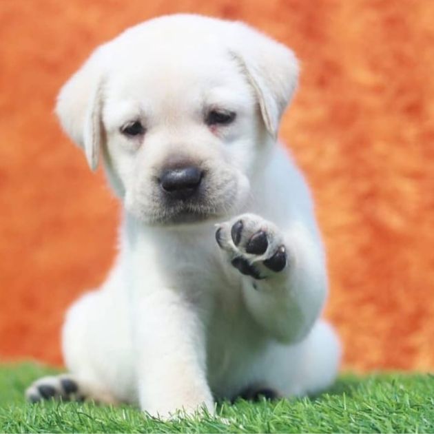 Labrador Retriever
