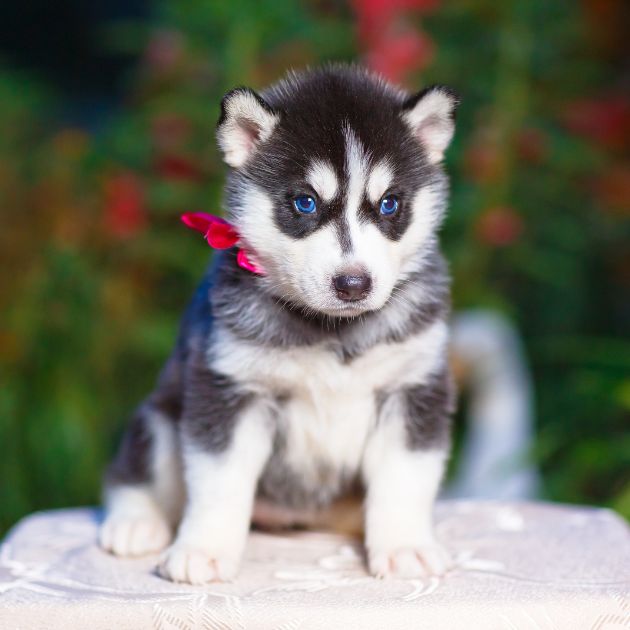 Seberian Husky