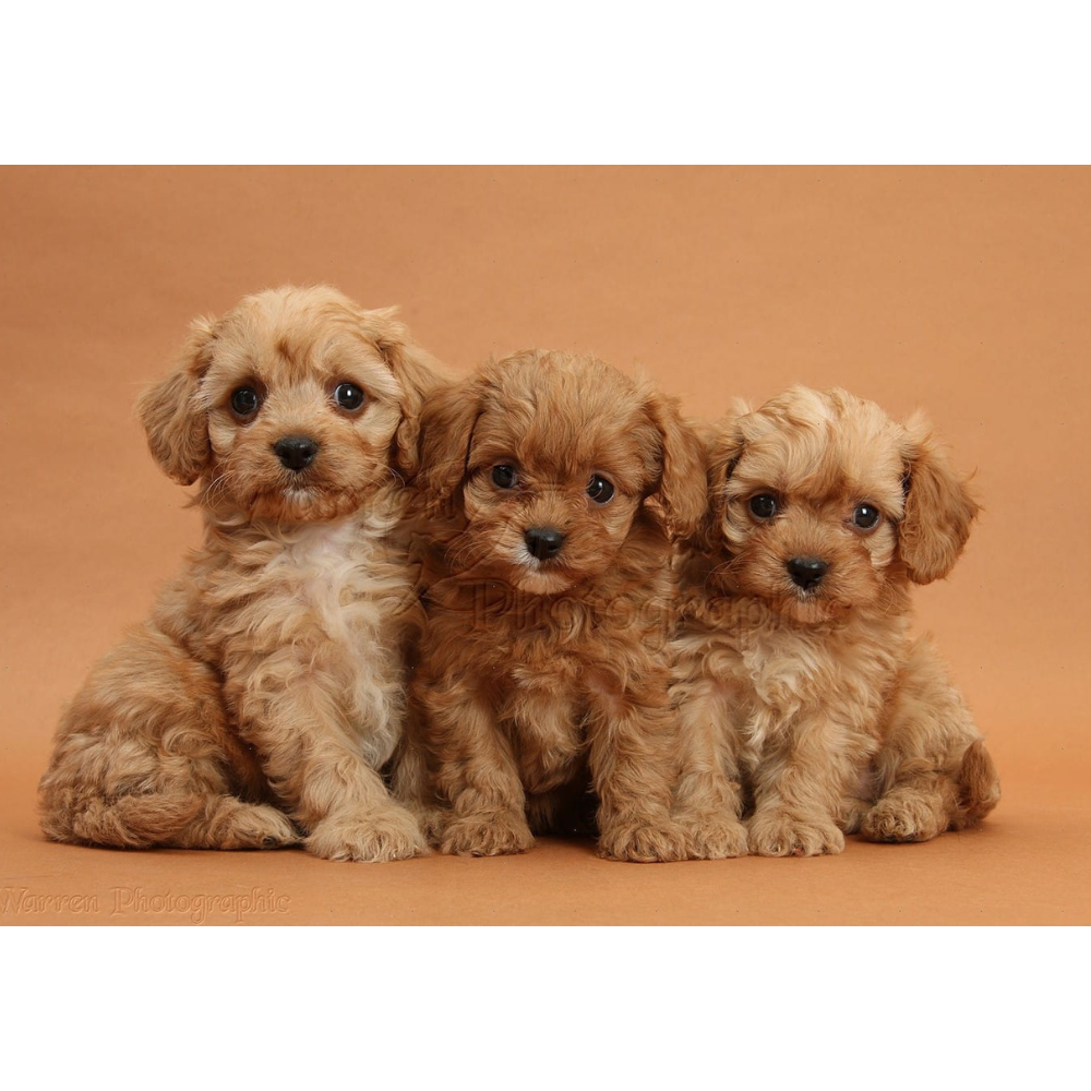 Cavapoo