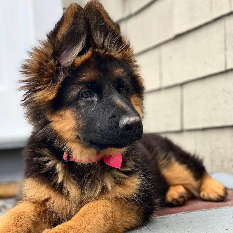 King German Shepherd