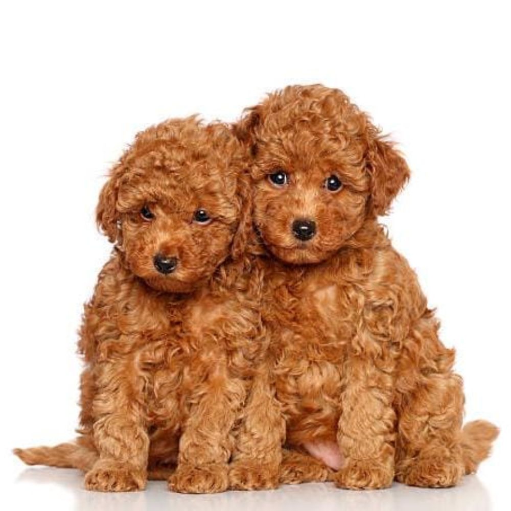 Miniature Poodle