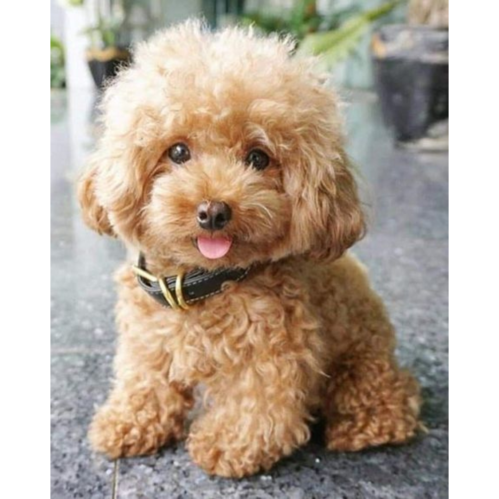 Teacup Poodle