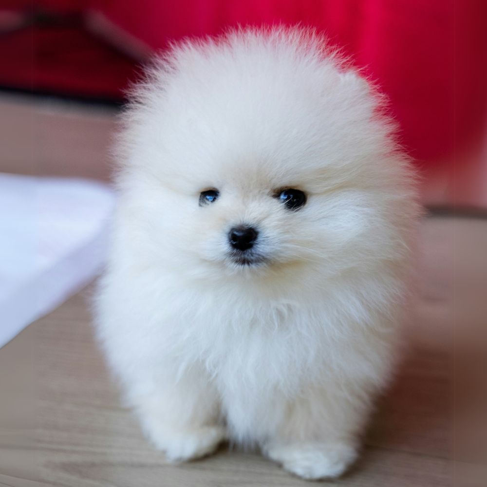 Teacup Toypom