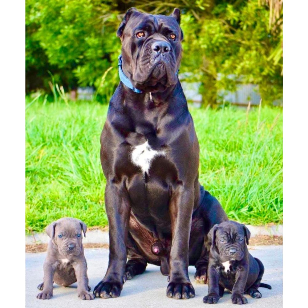 Cane Corso