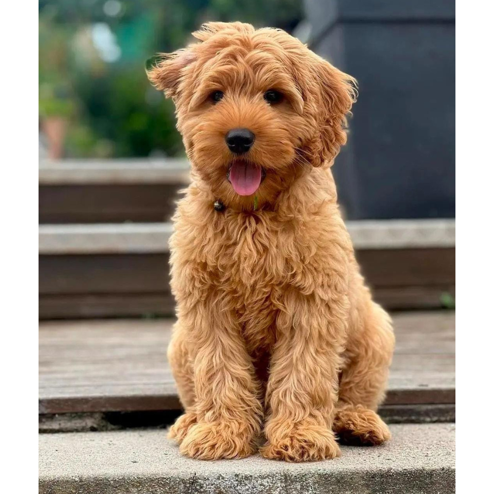 Golden Doodle