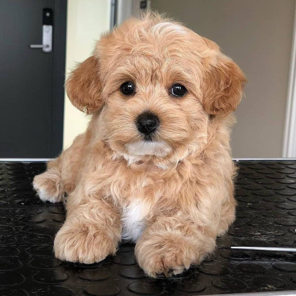 Maltipoo