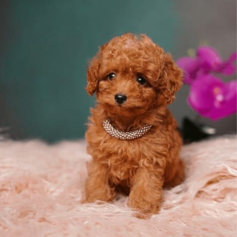 Toy Poodle